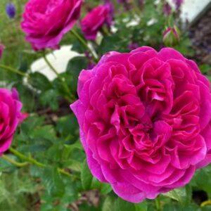 Põõsasroos James L. Austin