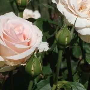 Peenraroos Johann Strauss