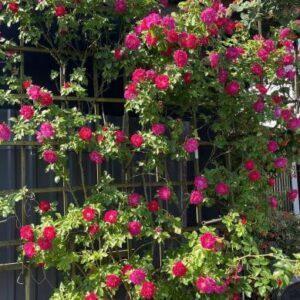 Pargiroos John Cabot