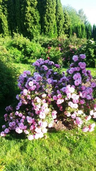 Pargiroos John Davis, S(K) - Image 2