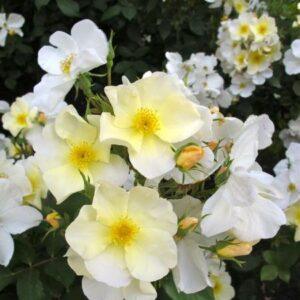 Põõsasroos Kew Gardens