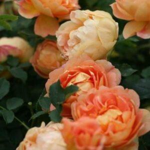 Põõsasroos Lady of Shalott