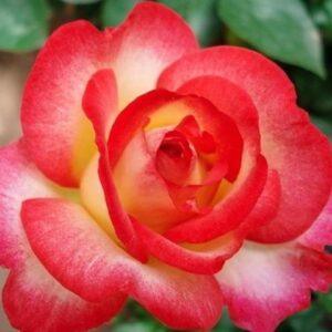 Peenraroos Leo Ferre