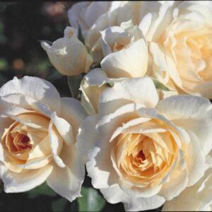 Peenraroos Lions Rose