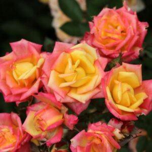 Miniroos Little Sunset