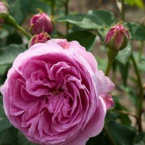 Pargiroos Louise Odier