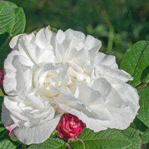 Pargiroos Louise Bugnet