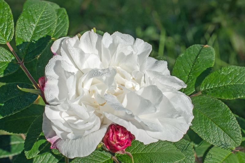 Pargiroos Louise Bugnet