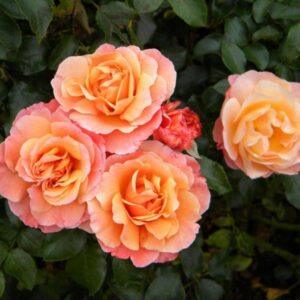 Roosipuu Marie Curie