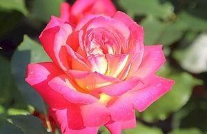 Peenraroos Midsummer