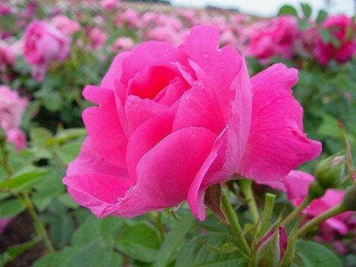 Pargiroos Morden Centennial