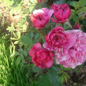 Pargiroos Morden Ruby