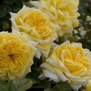 Pinnakatteroos Nadia Meillandecor