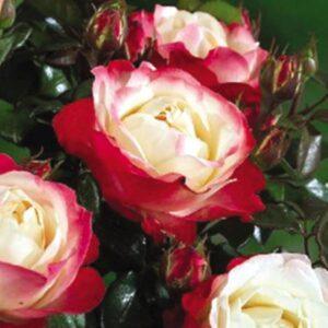 Peenraroos Nostalgie