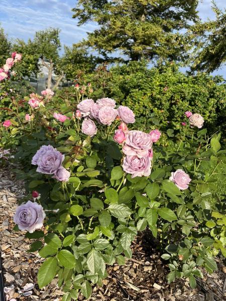 Peenraroos Novalis, HT  ADR - Image 3