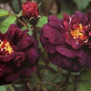 Pargiroos Nuits de Young