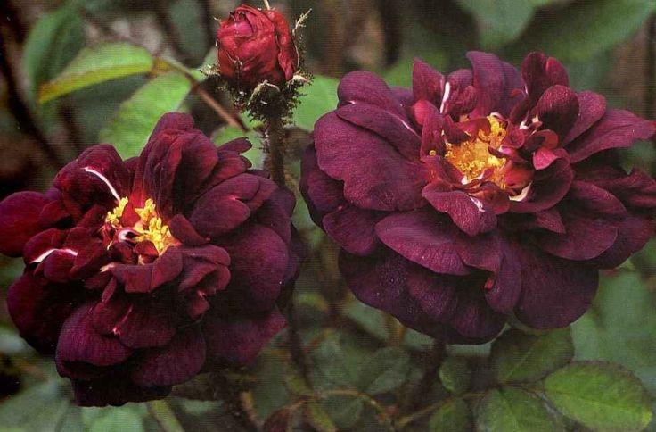 Pargiroos Nuits de Young