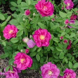 Pargiroos Officinalis /Apteekriroos