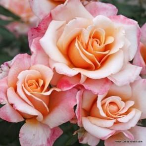 Peenraroos Oh Happy Day