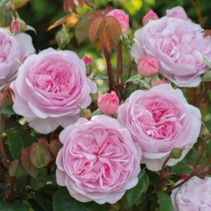 Põõsasroos Olivia Rose