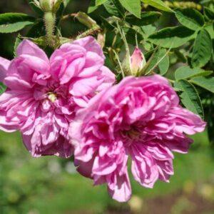 Pargiroos Omar Khayyam