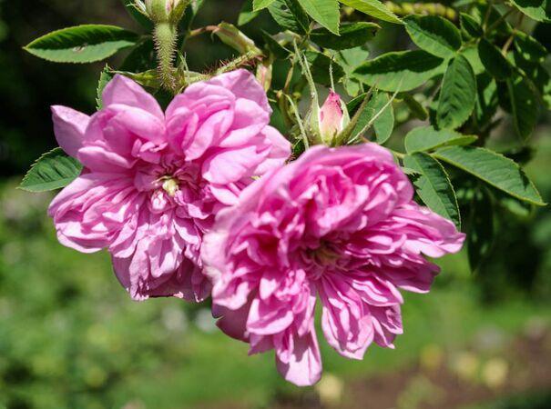 Pargiroos Omar Khayyam