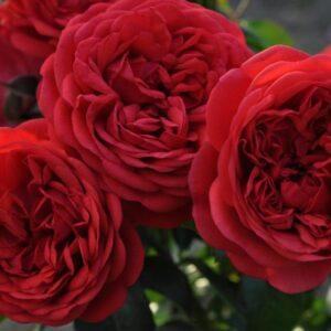 Peenraroos Out of Rosenheim