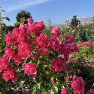 Peenraroos Pink Forest Rose