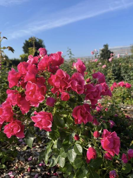 Peenraroos Pink Forest Rose