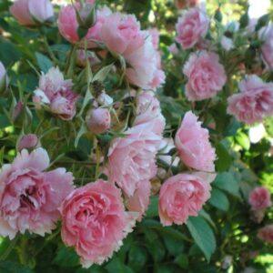 Pargiroos Pink Grootendorst