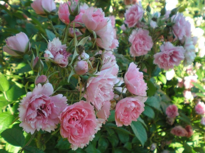 Pargiroos Pink Grootendorst