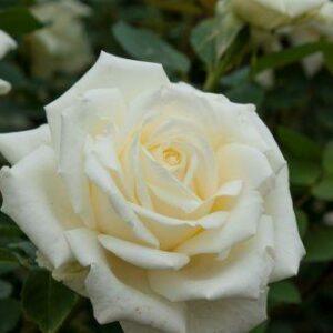 Peenraroos Polarstern