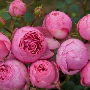 Peenraroos Pomponella