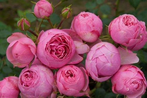 Peenraroos Pomponella