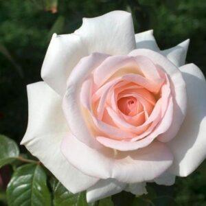 Peenraroos Prince Jardiner