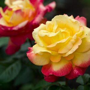 Peenraroos Pullman Orient Express