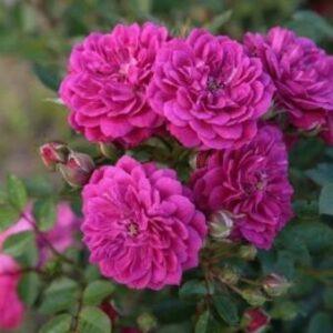 Pinnakatteroos Purple Rain