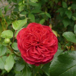 Peenraroos Red Leonardo da Vinci