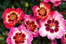 Peenraroos Blushing Babylon Eyes