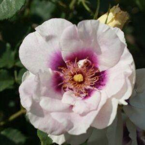 Peenraroos Eyes for You