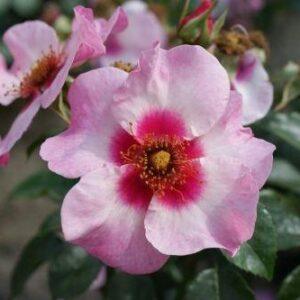 Peenraroos Eyes on Me