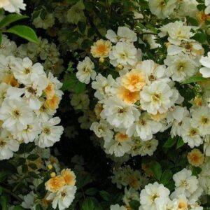 Roniroos Rosa Helenae Honungrose