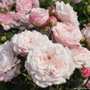 Peenraroos Rosenfaszination