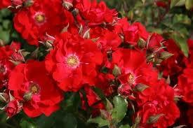 Põõsasroos Roter Korsar