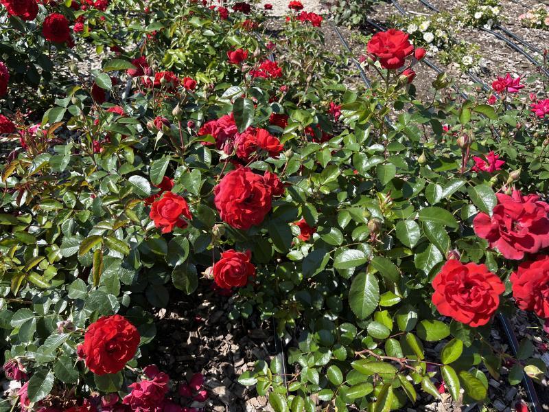 Peenraroos Scarlet Bonica, F - Image 2