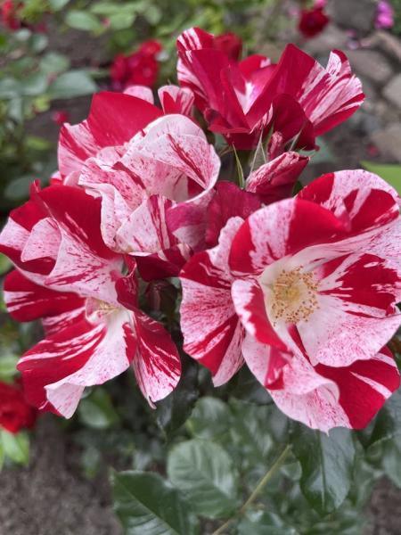 Pinnakatteroos Simsalabim