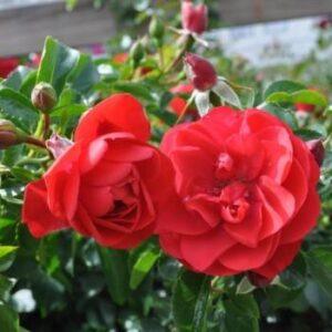 Pinnakatteroos Sorrento