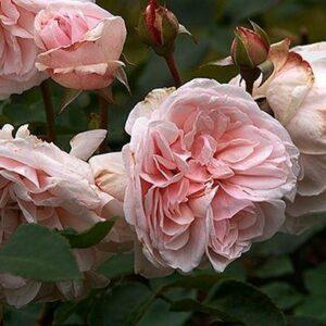 Pargiroos Souvenir de la Malmaison