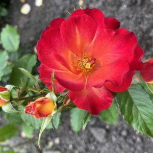 Peenraroor Summer of Love