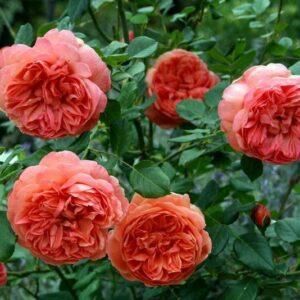 Põõsasroos Summer Song,